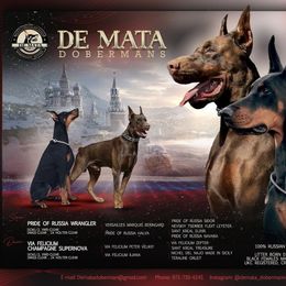 Doberman Pinscher puppies from De Mata Dobermann Kennel