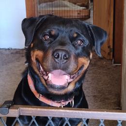 Jannie - Rottweiler