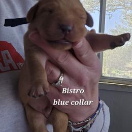Bistro - Yellow male Labrador Retriever puppy in Sidney, Nebraska from Nebraska Strong Labradors