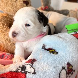 Daisy - Parti female Miniature Schnauzer puppy in Deltona, Florida from LIZ FANCY SCHNAUZERS