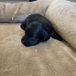 Luna - Black female Cavapoo puppy in Sugarcreek, Ohio from True Hearted Doodles