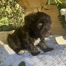 Nebula - Liver female Miniature Schnauzer puppy in Hemet, California from Journee Home Mini Schnauzers