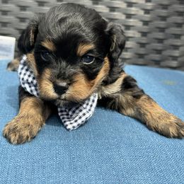 Heath - Black and tan male Havapoo puppy in Loveland, Colorado from Littledoodles2love