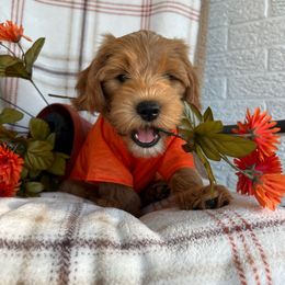 Goblin - Apricot male Goldendoodle puppy in Boaz, Alabama from Doodles All Day