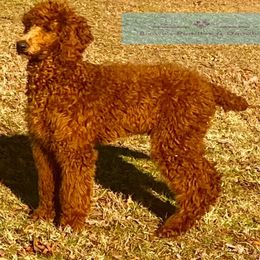 Poodles from Brown’s Poodles & Doodles