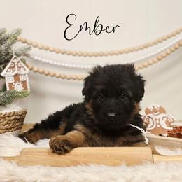 Ember - Black and red female German Shepherd puppy in Tippecanoe, Indiana from Mächtiger Barkerheim