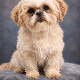 Guss - Shih Tzu