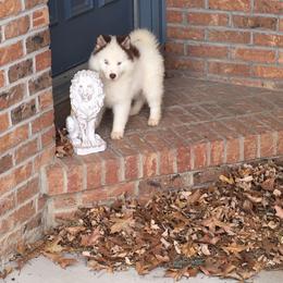 Siberian Husky Puppies from Arctic Circle Kennels