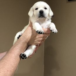 Labrador Retriever Puppies from Luxe Labradors