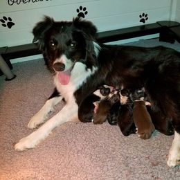 Border Collie Puppies from Overdrive Border Collies