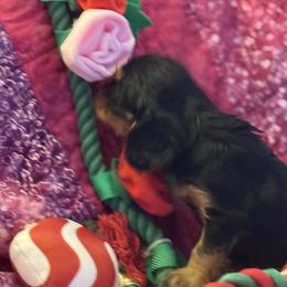 Sky - Black and tan female Cavalier King Charles Spaniel puppy in Lawton, Oklahoma from Wild Wishes Cavaliers