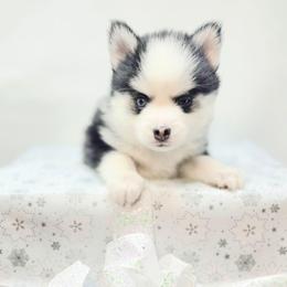 Christine - Black and white female Pomsky puppy in Christiana, Tennessee from Smoky Mountain Pomskies