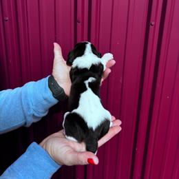 Boy 2 - Black brown and white male Basset Hound puppy in Noblesville, Indiana from Russell Bassets