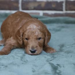 Orion - Apricot male Goldendoodle puppy in Macclenny, Florida from Baker County Goldendoodles