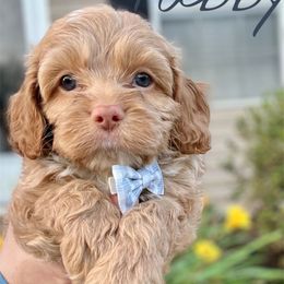 Tabby - Red male Cockapoo puppy in Mocksville, North Carolina from Little Bear Doodles