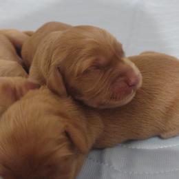 Girl 3 - Dark golden female Golden Retriever puppy in Grand Meadow, Minnesota from Root River Retrievers