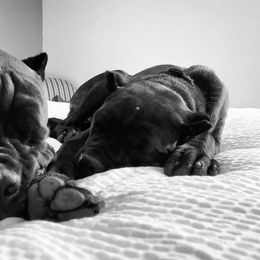 Cane Corso from Amici Dal Texas Cane Corso