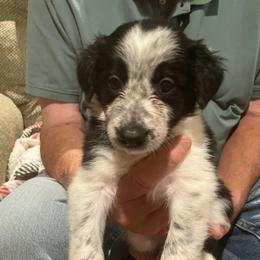 Blackjack - Black and white male Border Collie puppy in Holden, Missouri from Spotted Feather Farm