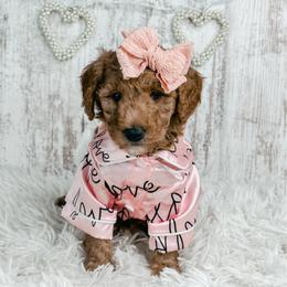Comet - Apricot female Goldendoodle puppy in Otisville, Michigan from Danie’s Darling Doodles LLC