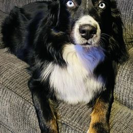Australian Shepherds from Blu Diamond's Aussies