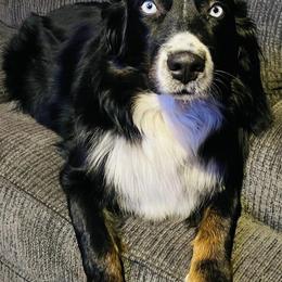 Australian Shepherds from Blu Diamond's Aussies