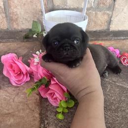 Red collar - Silver male Pug puppy in Tucson, Arizona from Furever Friends