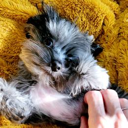 Hemi - Yorkshire Terrier