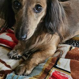 Pixie - Brindle female Dachshund puppy in Lebanon, Oregon from Willow Moons Dachshunds
