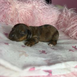 Larry - Dapple male Dachshund puppy in Lake City, Florida from My Ditzy Doxies of Florida