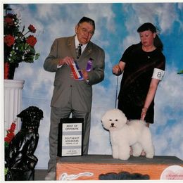 Nike - Bichon Frise