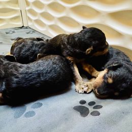 Boy 5 - male Airedale Terrier puppy in Branch, Michigan from Aim High Airedales & German Shorthaired Pointers