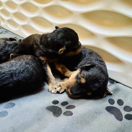 Boy 5 - male Airedale Terrier puppy in Branch, Michigan from Aim High Airedales & German Shorthaired Pointers