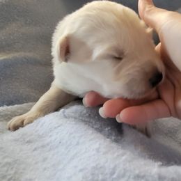 Tan - White male German Shepherd puppy in Pahrump, Nevada from Rayler Kennels