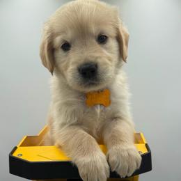 Boy 4 (Yellow Collar) - Golden male Golden Retriever puppy in Tyler, Texas from Cedar Hollow Retrievers