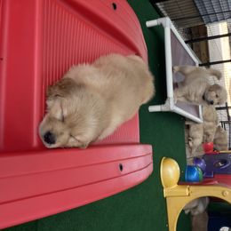 Golden Retriever and Siberian Husky Puppies from Nevani Goldens & Siberians