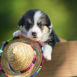 Red Collar - Black and tan female Pembroke Welsh Corgi puppy in Terrell, Texas from Brynwood Pembroke Welsh Corgis