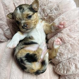 Bluey - Blue merle female Chihuahua puppy in Burleson, Texas from Luxe Paradise House of Chi