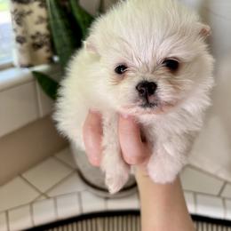 Pomeranian and Shih Tzu Puppies from Laik’s Little Shihtz & Poms