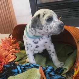 (Lolipop) Athena - White and black female Dalmatian puppy in Grant, Michigan from Savannah Woltanski
