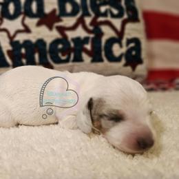Dapple pie girl 2 - Dapple female Dachshund puppy in Herald, California from Bluegum Dachshunds