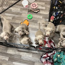 Weimaraner Puppies from Baird Weims - AKC registered