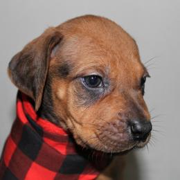 German Shepherd and Rhodesian Ridgeback Puppies from Sugar Paws Pets