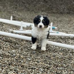 Adidas - Black tri-color female Australian Shepherd puppy in Ashland, Ohio from SS Australian Shepherds