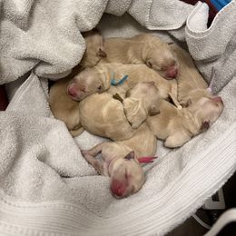 Blue Collar - Light golden male Golden Retriever puppy in Lehi, Utah from Open Star Goldens
