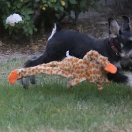 Miniature Schnauzer Puppies from Rose Lane Schnauzers