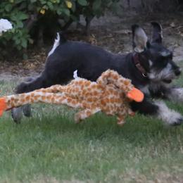 Miniature Schnauzer Puppies from Rose Lane Schnauzers