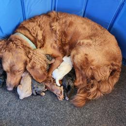 Jyn - Goldendoodle