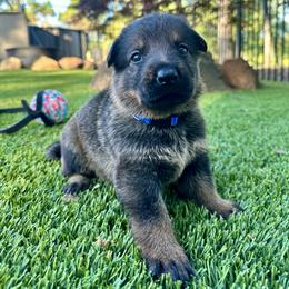 Onyx - Black and tan male German Shepherd puppy in Sonora, California from Elite Haus K9