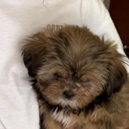Mal-Shi, Maltese, Maltipoo, Poodle, and Shih Tzu Puppies from Joy-Fur Puppies