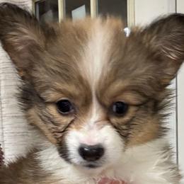 FLUFFY RED/SABLE - Pembroke Welsh Corgi puppy from Cooler Farms Corgis